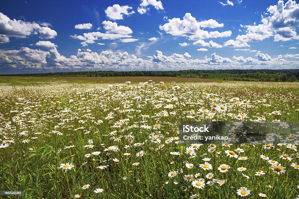 daisies blossom - Foto stock royalty-free di Ambientazione esterna