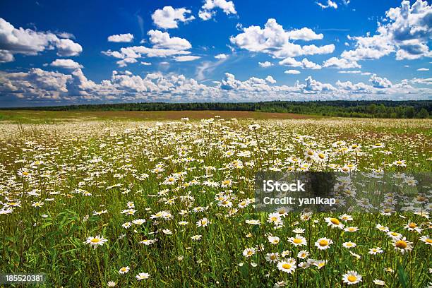 Daisies Blossom - Fotografie stock e altre immagini di Ambientazione esterna - Ambientazione esterna, Ambiente, Argyranthemum frutescens