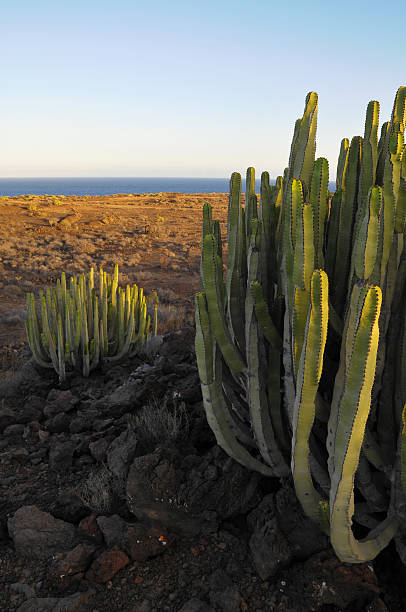 istock Succulent Plant Cactus on the Dry Desert 185520420