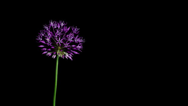 Time Lapse of Blooming Big Violet Red Blue Green Allium Christophii Flower Isolated on Black Background. Time-lapse of Decorative Garlic Flower Bloom Side view, Close up Opening Onion Head Bud