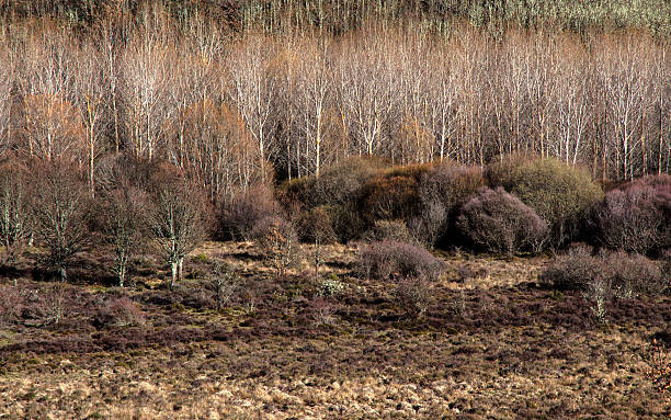 зимний лес пейзаж-paisaje bosque invernal - valley oak стоковые фото и изображения