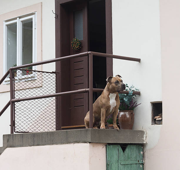 istock dog at the door 185520920