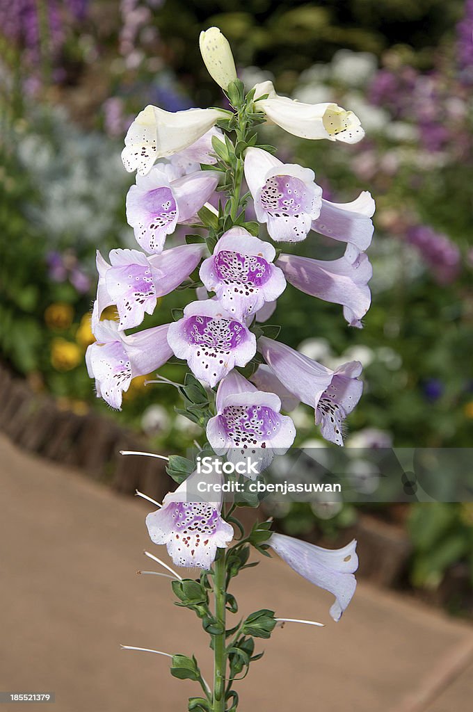 Schöne Blume Hintergrund  - Lizenzfrei Blau Stock-Foto