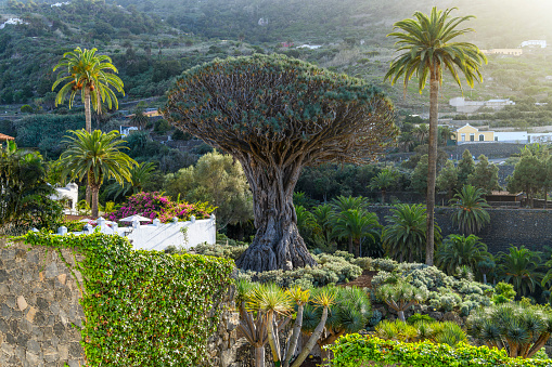 The historic Drago de Icod de los Vinos, the oldest and largest living Dracaena Draco or Dragon Tree, in Parque del Drago, Icod de los Vinos, on the Canary island of Tenerife Spain.