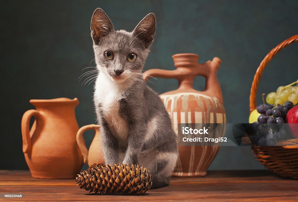 Kot pozujących do w studio - Zbiór zdjęć royalty-free (Dom - Budowla mieszkaniowa)