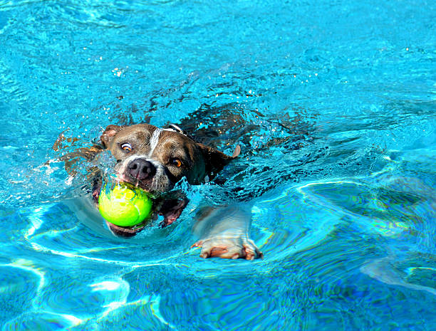istock Swimming Dog with Tennis Ball 185523710
