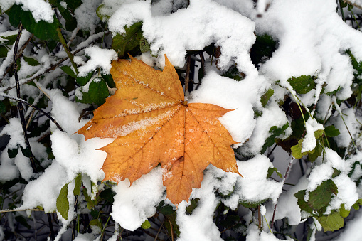 Autumn leaves on snow