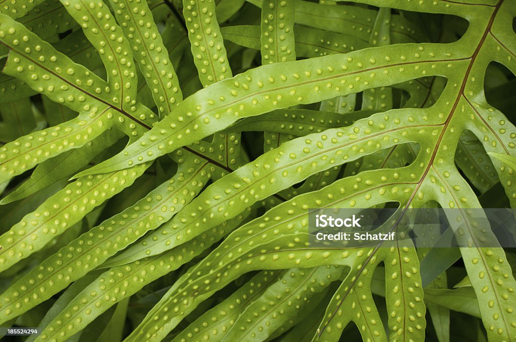 Fern de close-up - Foto de stock de Arbusto royalty-free