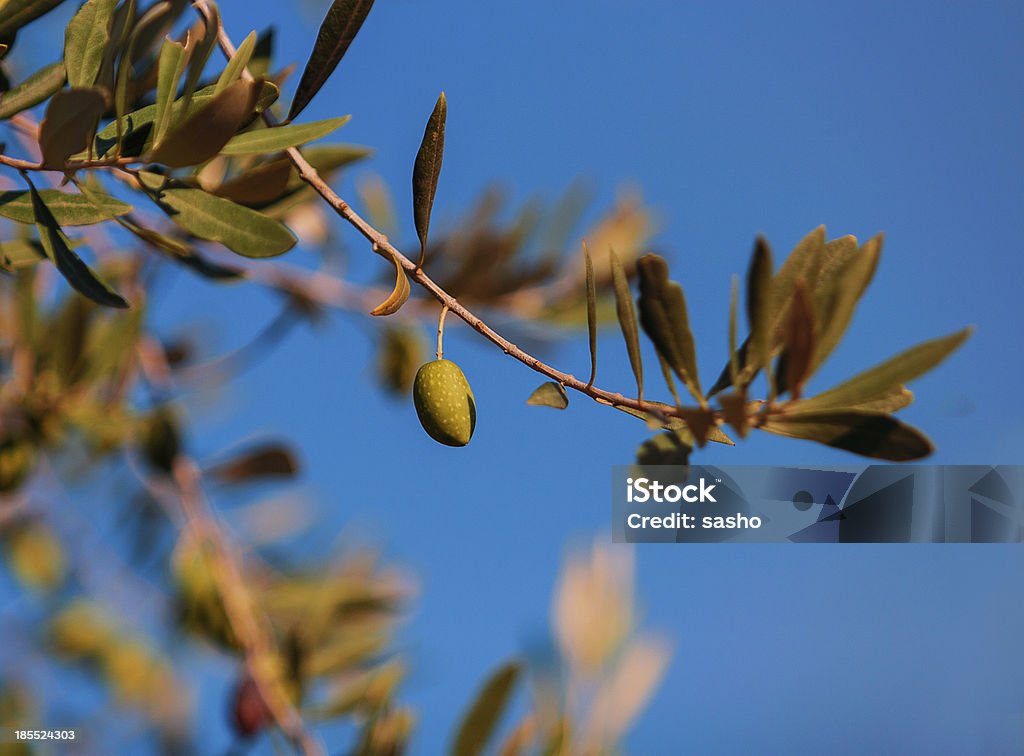 Single green olive on a tree small green olive on a blues sky backgroung Agricultural Field Stock Photo