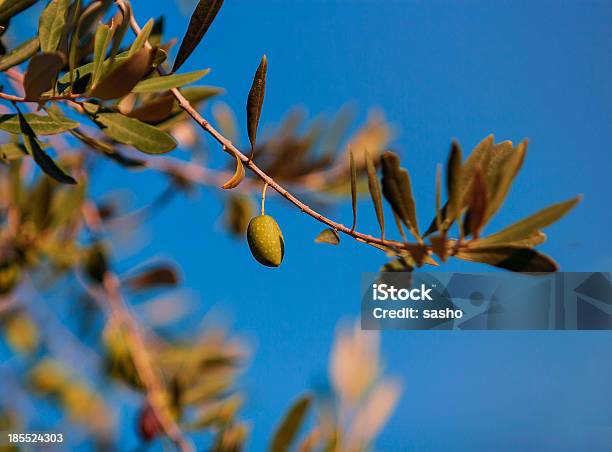 Single Green Olive On A Tree Stock Photo - Download Image Now - Agricultural Field, Agriculture, Appetizer