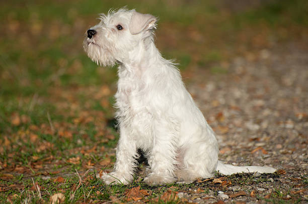 istock White Miniature Schnauzer puppy 185524725
