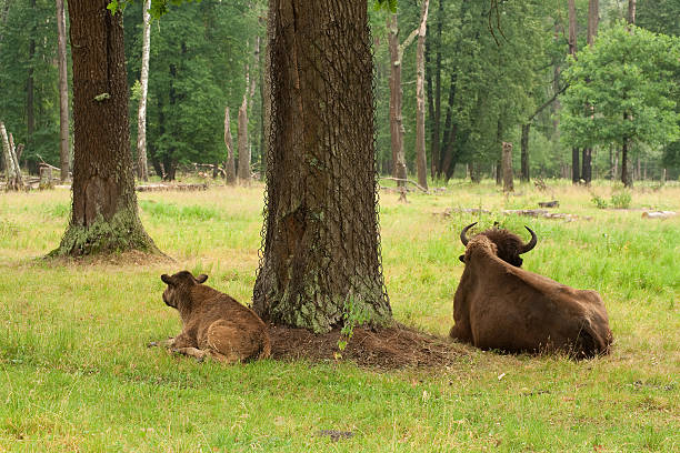 istock Aurochs in the summer forest 185524763