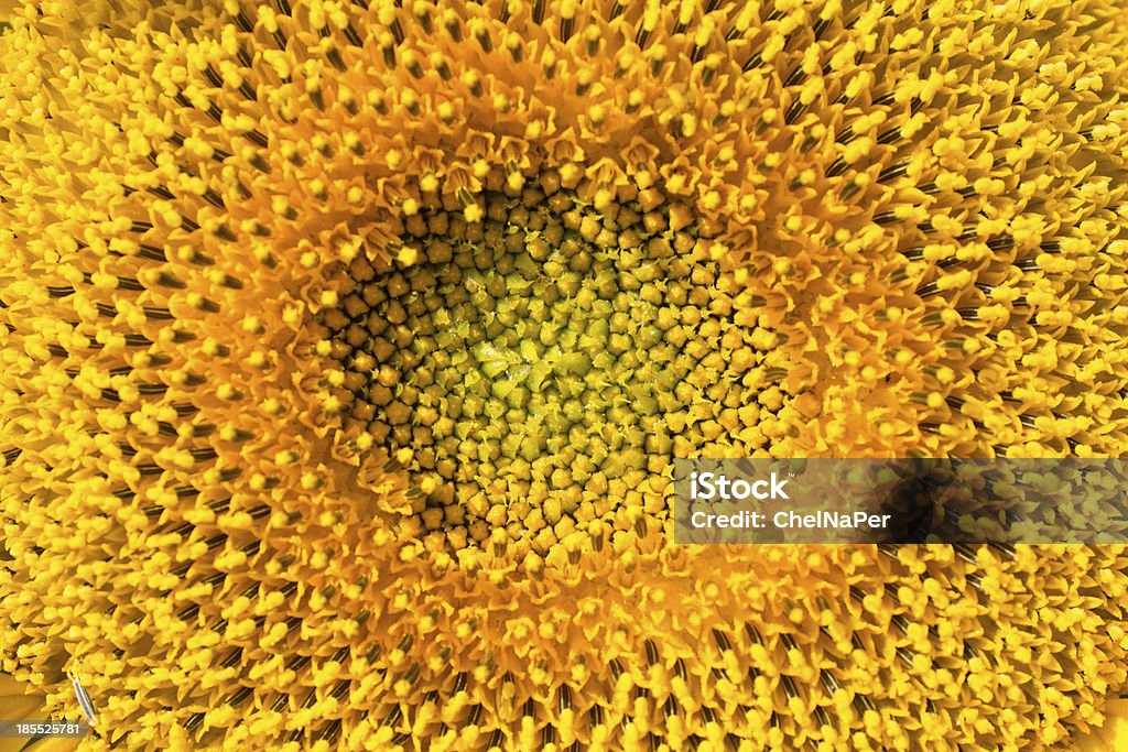 Mit disk of Sonnenblume - Lizenzfrei Blume Stock-Foto
