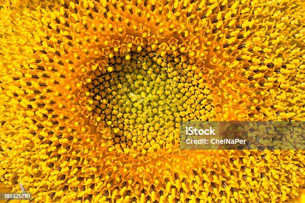 Disco Floral De Girassol - Fotografias de stock e mais imagens de Amarelo - Amarelo, Ampliação, Beleza