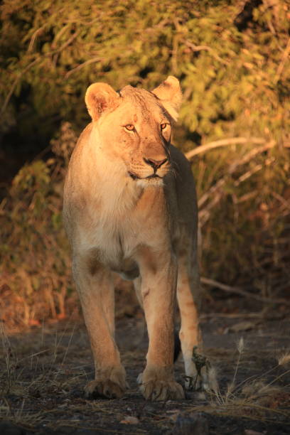 Lioness (Panthera leo) drinking water from waterhole in Tarangire national park, Tanzania