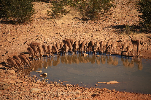 a group of impala antelopes drink at a waterhole