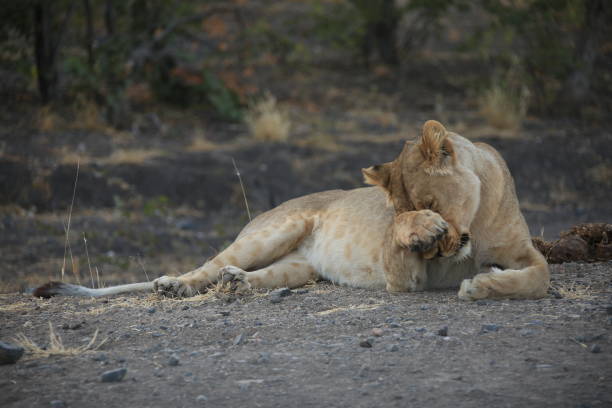istock a lioness grooms herself 1855259588