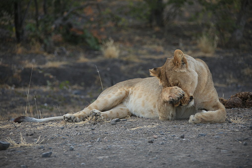 a lioness grooms herself