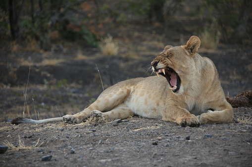 Lions in Ndutu region - Tanzania