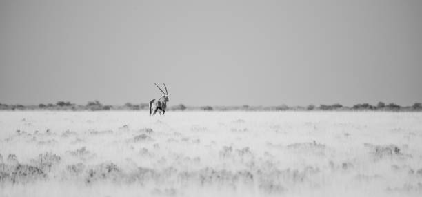 istock single oryx antelope in the grassland of Namibia 1855259591