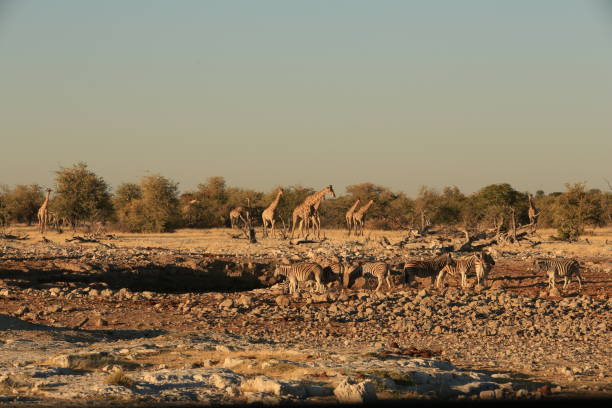 istock waterhole with many animals in Etosha NP 1855260110