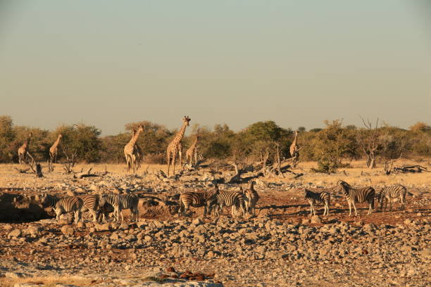 istock waterhole with many animals in Etosha NP 1855260115