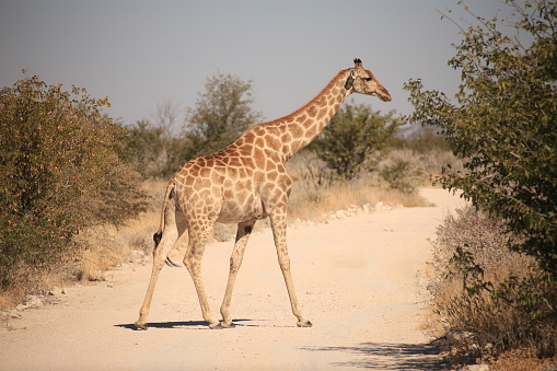 giraffe crossing a gravel road