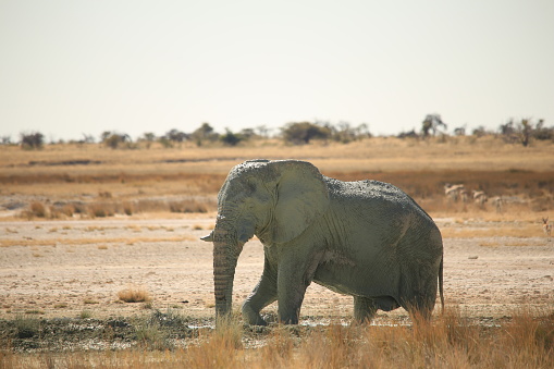 african elephant takes a mud bath