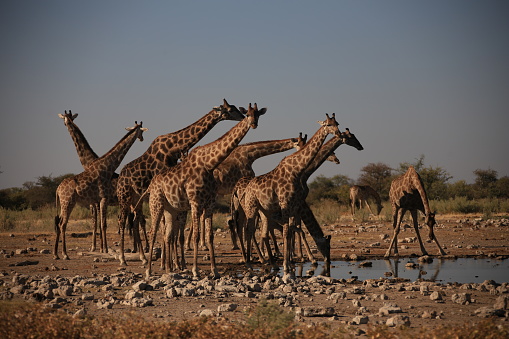 Old giraffe bull in the bush land in the Kruger National Park in South Africa