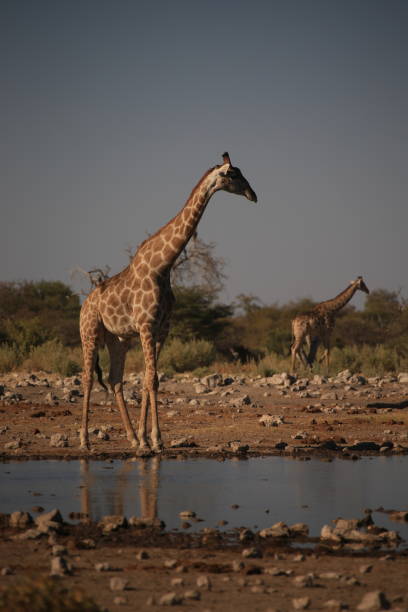 istock giraffes drink at a waterhole in Etosha NP 1855261693