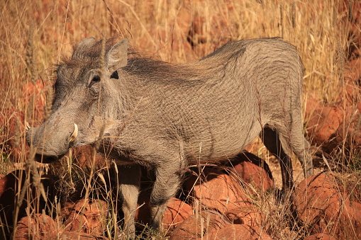 warthog on red rocks