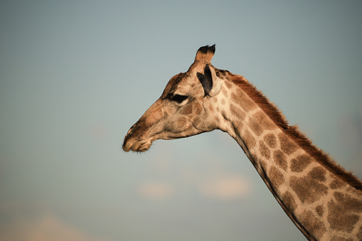 portrait image of a giraffe