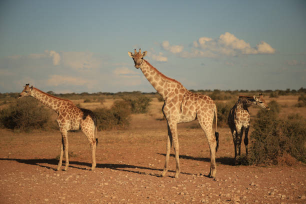 istock three giraffes in bushland of Namibia 1855263295