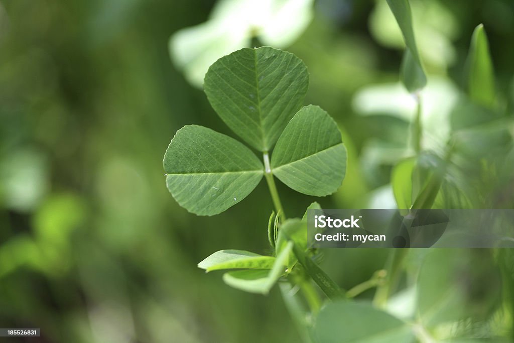 Close-up of a clover Close-up of a clover leaf Close-up Stock Photo