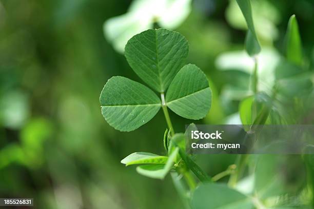 Closeup Of A Clover Stock Photo - Download Image Now - Close-up, Clover, Color Image