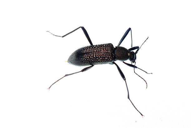 insect ground beetle insect ground beetle isolated in white carabus coriaceus stock pictures, royalty-free photos & images