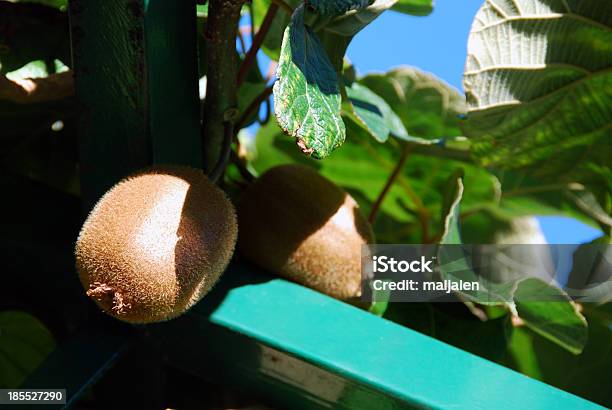 Foto de Actinidia Cresce Na Pérgola e mais fotos de stock de Agricultura - Agricultura, Alimentação Saudável, Comida