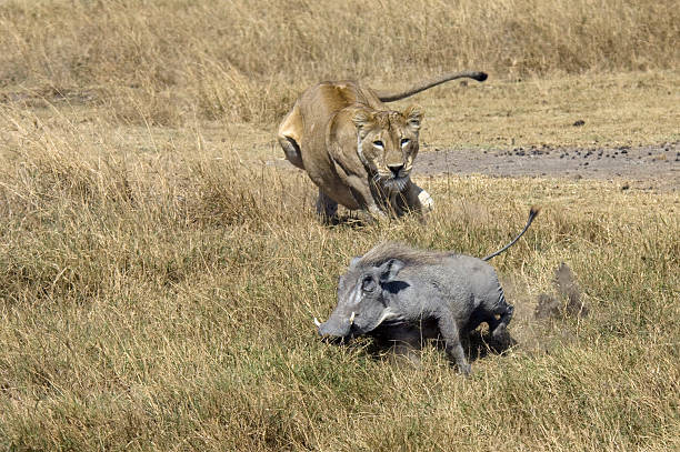 león de caza - leon y leona fotografías e imágenes de stock