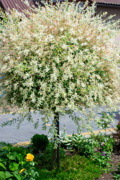 istock A luxurious hakura nishiki willow tree in bloom. 1855273218