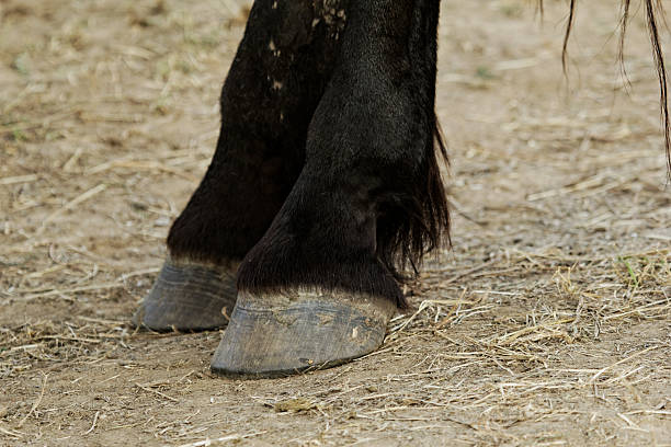 istock horse leg and hoof 185527926