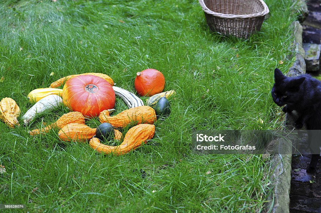 Pumpkins con Cat en el césped para la celebración del Día de Acción de Gracias. - Foto de stock de Alimento libre de derechos