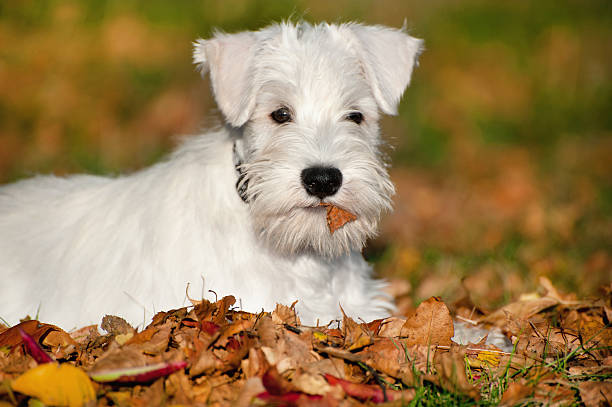 istock White Miniature Schnauzer puppy 185528326