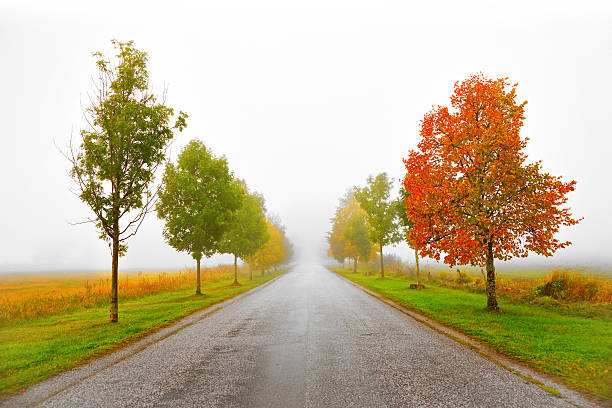 istock Avenue in autumn 185530275