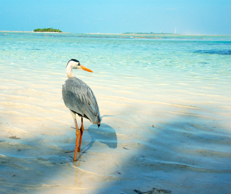 A Grey Heron on the beach at a resort in the Maldives. Standing on the edge of the water with beautiful backdrop to horizon, blue seas and sky and islands in the distance.