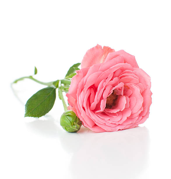 istock branch of pink roses 185530423