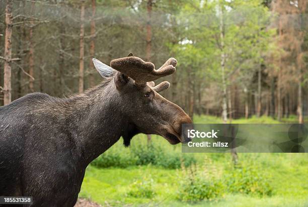 Photo libre de droit de Elk Dans Les Bois Suédois banque d'images et plus d'images libres de droit de Animal mâle - Animal mâle, Animaux à l'état sauvage, Bois