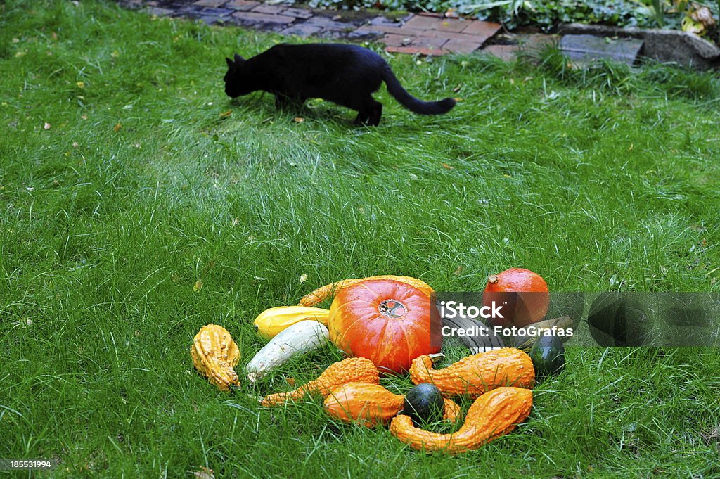 Kürbisse mit Schwarze Katze im Gras für Thanksgiving. - Lizenzfrei Acorn-Kürbis Stock-Foto