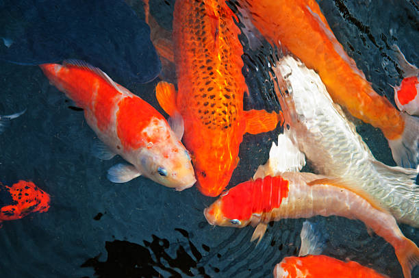 Colorful Carp Swimming in Traditional Japanese Koi Pond
