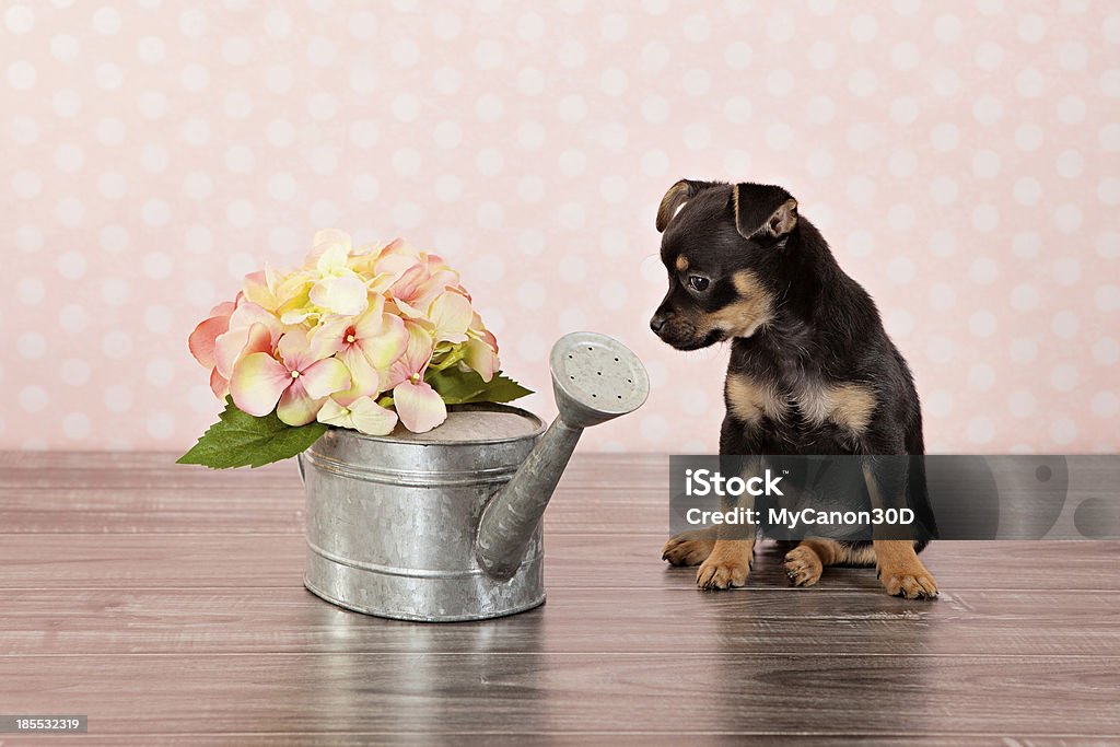 Kleine Chihuahua Welpe Hund Portrait - Lizenzfrei Abwarten Stock-Foto