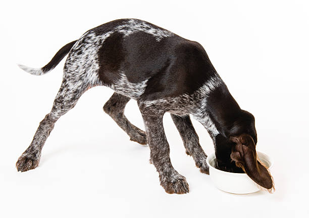 Dog dinner stock photo